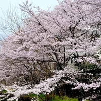 画像454