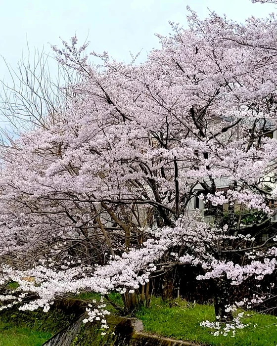 画像454
